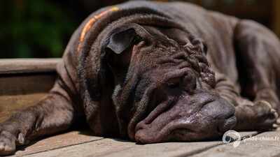 SHAR PEI