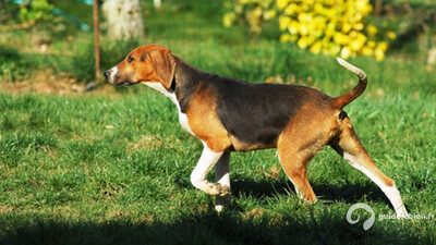 CHIEN COURANT FINLANDAIS