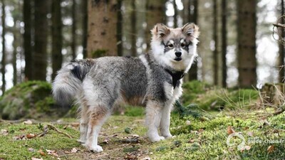 CHIEN FINNOIS DE LAPONIE