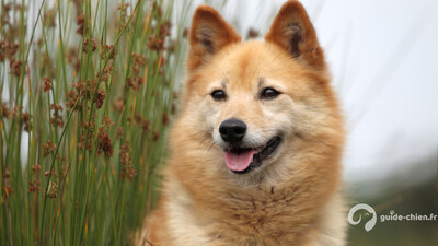 SPITZ FINLANDAIS