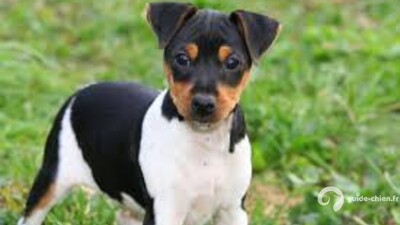 TERRIER BRESILIEN