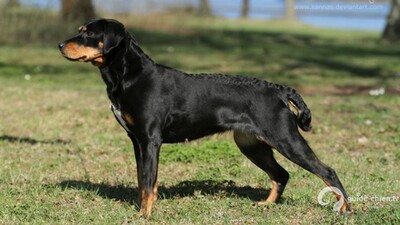 CHIEN COURANT DU SMALAND