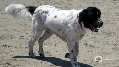 CHIEN D ARRET FRISON