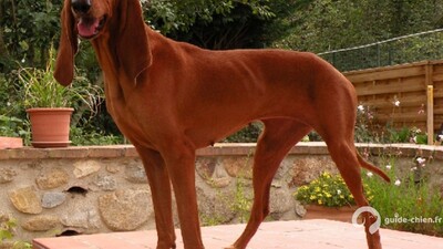 CHIEN COURANT ITALIEN A POIL RAS