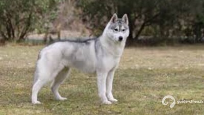 HUSKY DE SIBERIE