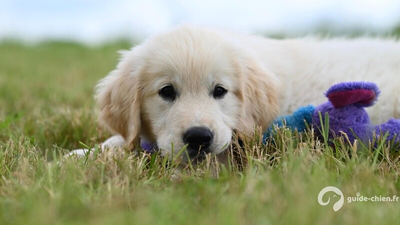 chien mignon