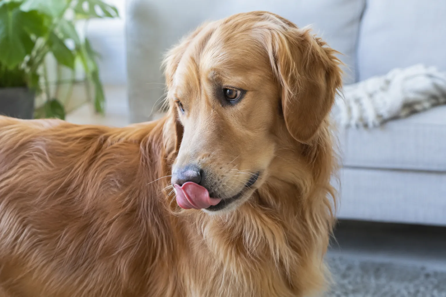 Un chien détourne la tête et se lèche le nez dans une pièce lumineuse.